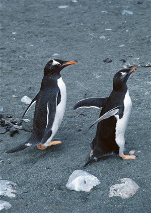 海洋鸟类-两只在海边嬉戏的企鹅