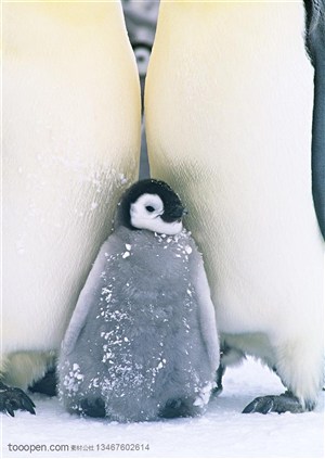 海洋鸟类-站在企鹅爸爸妈妈中间的小企鹅