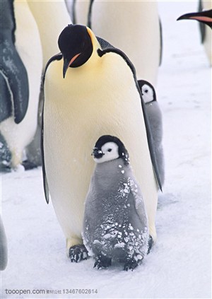 海洋鸟类-大企鹅一前一后的带着两只小企鹅