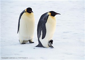 海洋鸟类-企鹅爸爸企鹅妈妈和小企鹅一起走在雪地上鸟图片