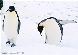 海洋鸟类-在雪地里玩耍的两只企鹅