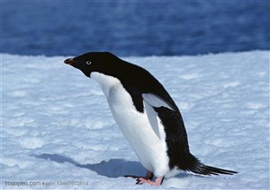 海洋鸟类-站在雪地里伸长了脖子的小企鹅向前张望