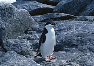 海洋鸟类-站在海边礁石上张望的企鹅