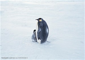 海洋鸟类-站在海边相互依偎在一起的大企鹅和小企鹅