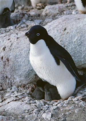 海洋鸟类-海边的石块上大企鹅肚皮下保护着两只小企鹅