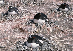 海洋鸟类-四只大企鹅趴在石块上孵化小企鹅
