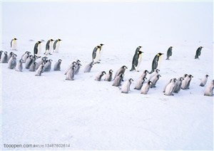 海洋鸟类-大企鹅小企鹅排排站着行走在雪地里