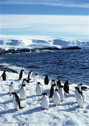 海洋鸟类-在海边雪地里一群企鹅在玩耍