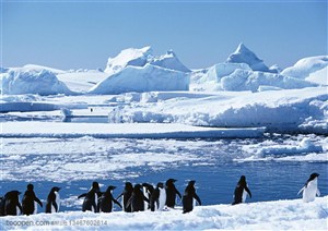 海洋鸟类-站在海边冰川上玩耍的一起企鹅