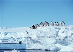 海洋生物-在海边悬崖冰川上准备跳水的企鹅