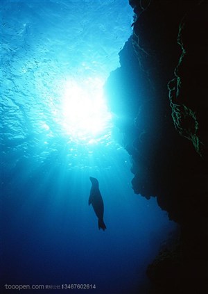 海洋生物-在海里游泳的海豹