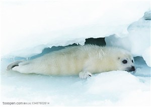 海洋生物-在冰川缝隙中趴在着的小海豹