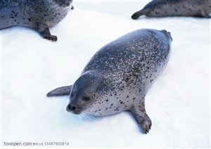 海洋生物-趴在雪地里圆呼呼的大海豹