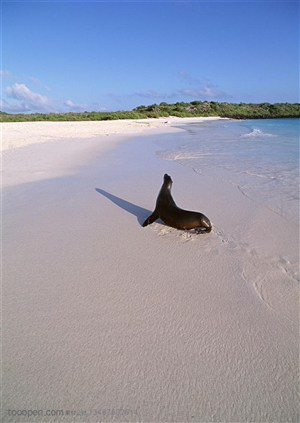 海洋生物-在海边沙滩上爬行的海豹