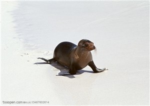 海洋生物-在海边沙滩上爬行的海豹特写
