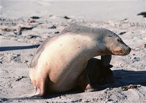 海洋生物-在沙滩上玩耍的海豹用尾巴挠痒