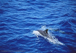 海洋生物-在海洋里游动的大海豚和小海豚