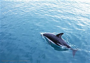 海洋生物-在海洋里快速游动的海豚