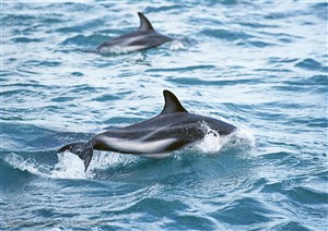 海洋生物-在海洋里游动翻转的两只海豚