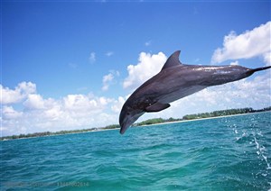 海洋生物-在海洋里一只跃动的海豚