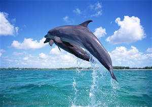 海洋生物-海面上向上跳跃的两只海豚