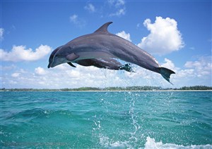 海洋生物-在蓝天白云下的海面上向下跳跃的两只海豚
