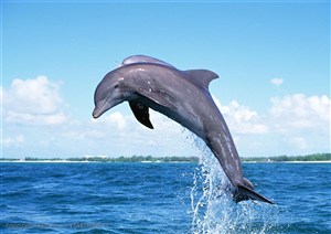 海洋生物-两只跳跃在海面上尾巴带起水珠的海豚