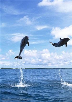 海洋生物-在海面上连续跳跃的两只海豚