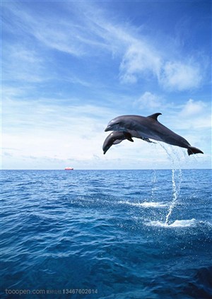 海洋生物-两只同时跳跃起来的海豚