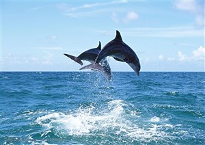 海洋生物-从蓝色的水里腾空跳跃的两只海豚
