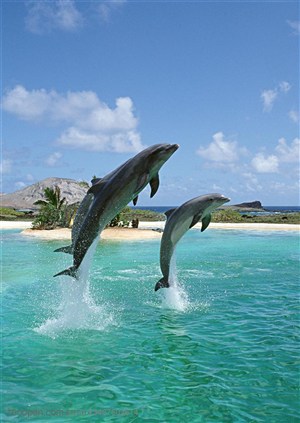 海洋生物-在海洋岛屿边上腾空跳跃出水面的三只海豚