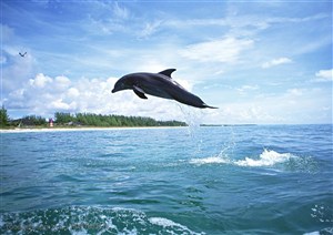 海洋生物-跳跃在水面上的海豚