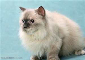 可爱猫咪-白色的波斯猫