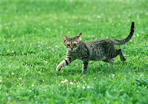 可爱猫咪-草地上行走的猫咪