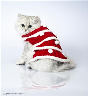 可爱猫咪-穿着红色礼服的猫咪