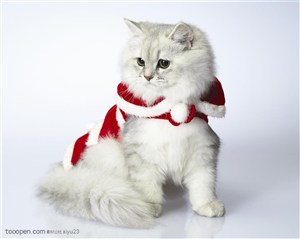 可爱猫咪-穿着红袍子的猫