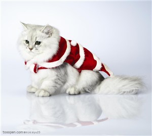 可爱猫咪-穿着红色衣服的猫咪