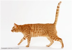 可爱猫咪-行走的虎纹猫