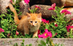 可爱猫咪-花丛中的猫咪