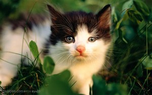 可爱猫咪-花丛中的小猫