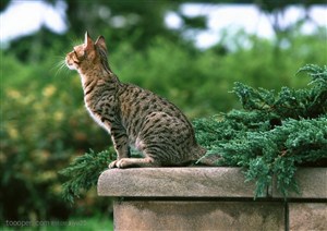 可爱猫咪-花坛上仰视的猫咪