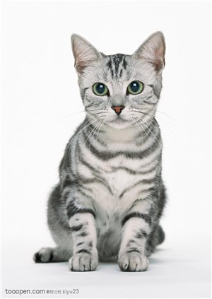 可爱猫咪-灰色的美国猫