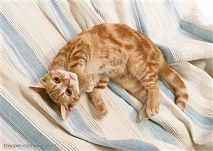 可爱猫咪-躺在床单上的猫咪
