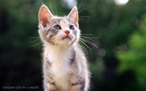 可爱猫咪-抬头仰望的小猫咪