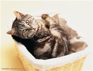 可爱猫咪-躺着篮子中猫