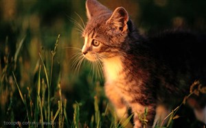 可爱猫咪-夕阳下可爱的小猫