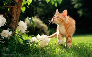 可爱猫咪-专注的黄色小花猫