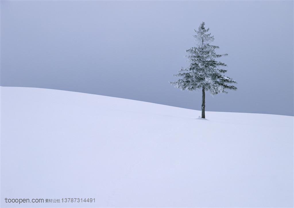 树林树木-屹立在坡地上雪地里的一颗被雪包裹着的松树