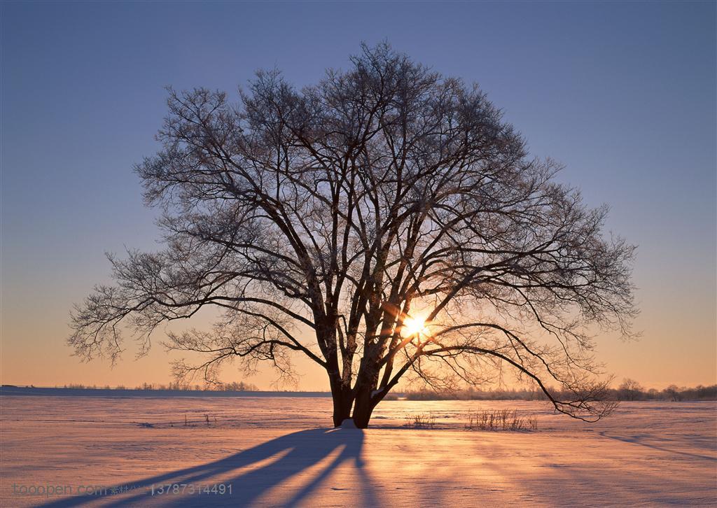 树林树木-阳光照耀着雪地里的大树拉着长长的树影特写