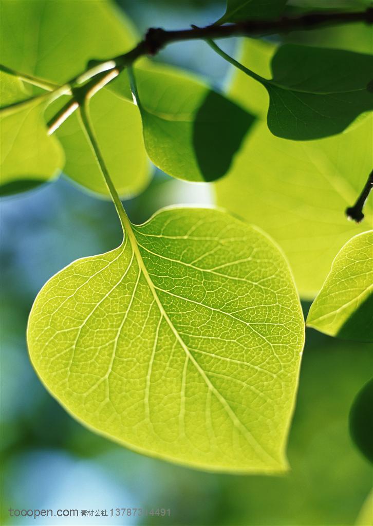 树木树叶-阳光照耀下的苹果型树叶特写